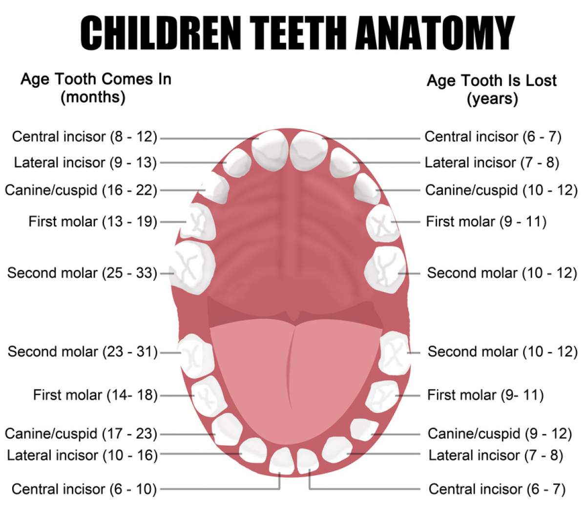 کلینیک دندانپزشکی آرکا - دندانپزشکی کودکان - رویش دندانهای شیری