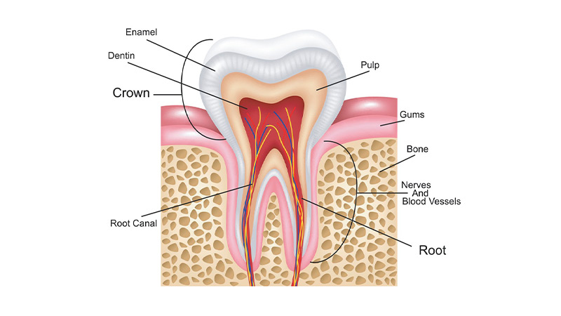 ساختار دندان چیست و چگونه عصب کشی می شود